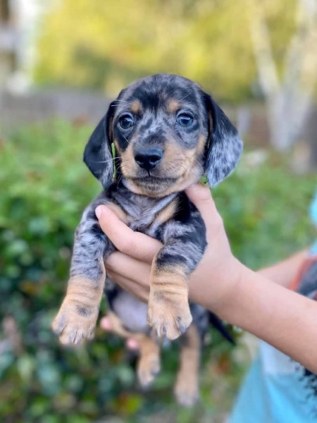 Dachshund puppies