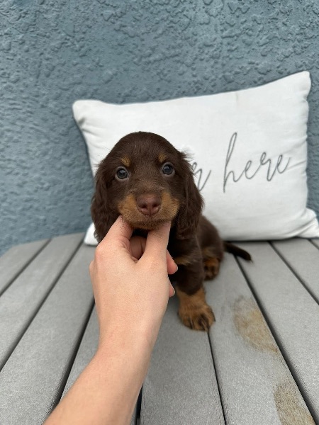 Dachshund puppies