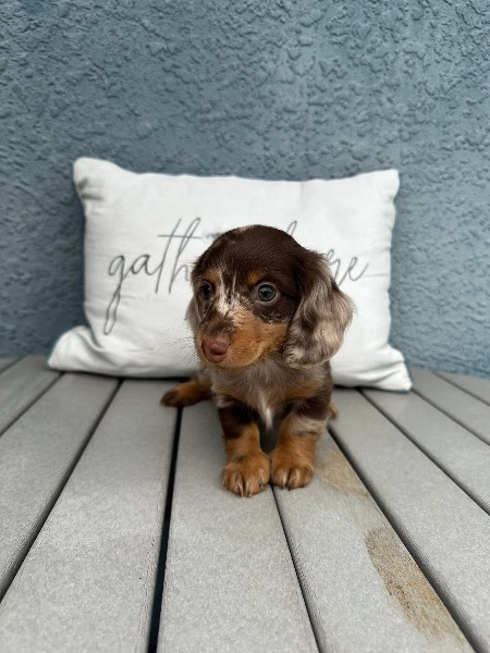 Dachshund puppies