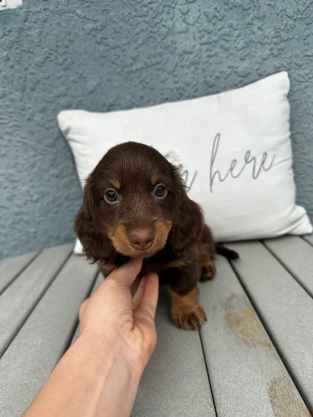 Dachshund puppies