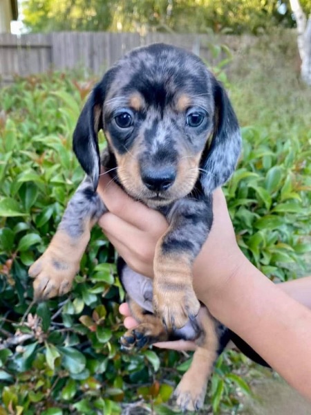 Dachshund puppies