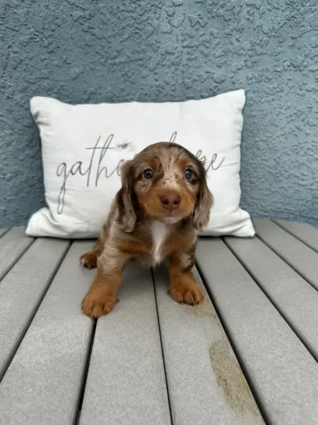 Molly, miniature dachshund puppy
