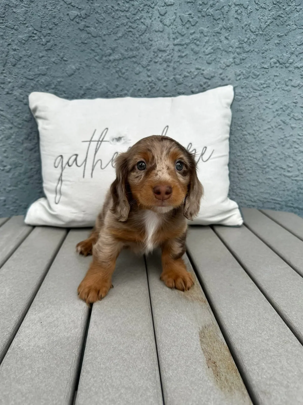 Molly miniature dachshund puppy