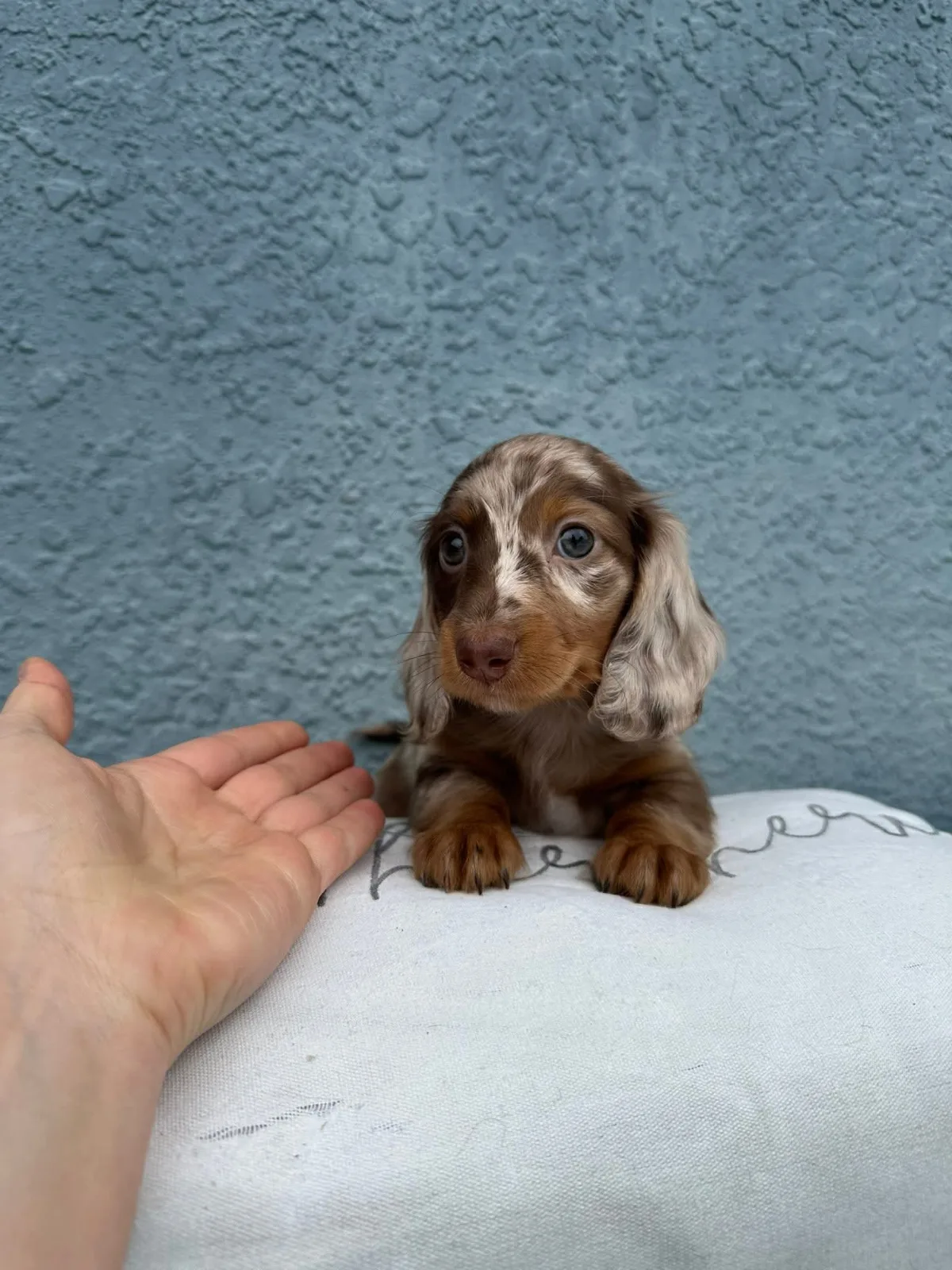 Rocco miniature dachshund puppy