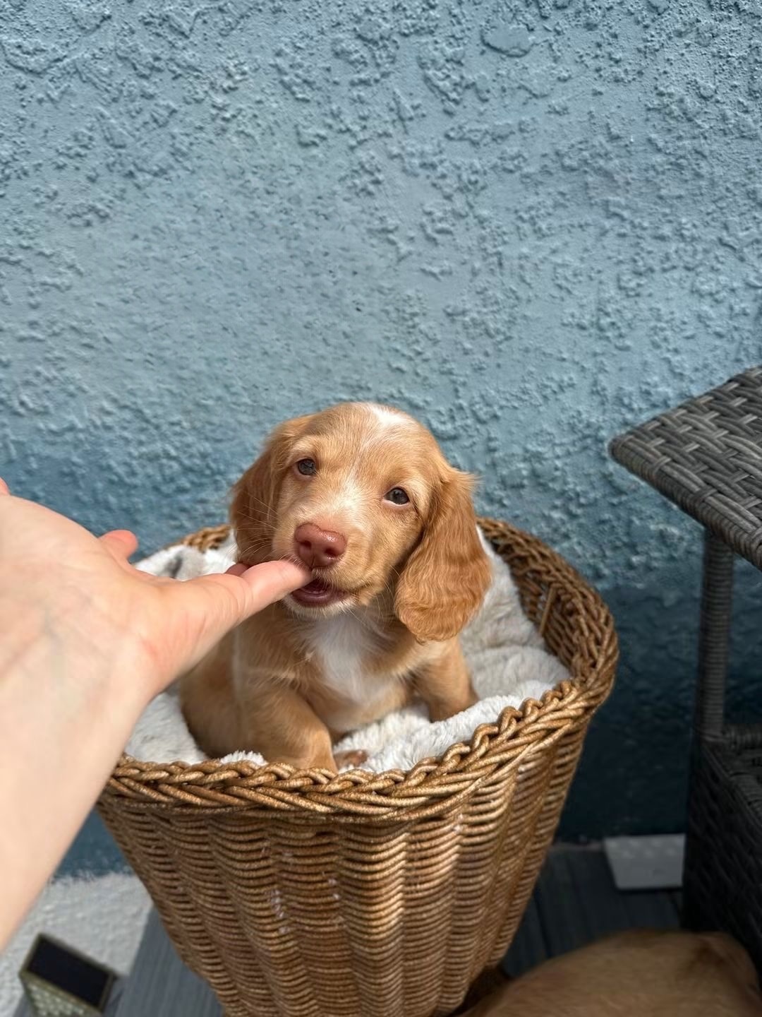 Ollie miniature dachshund puppy