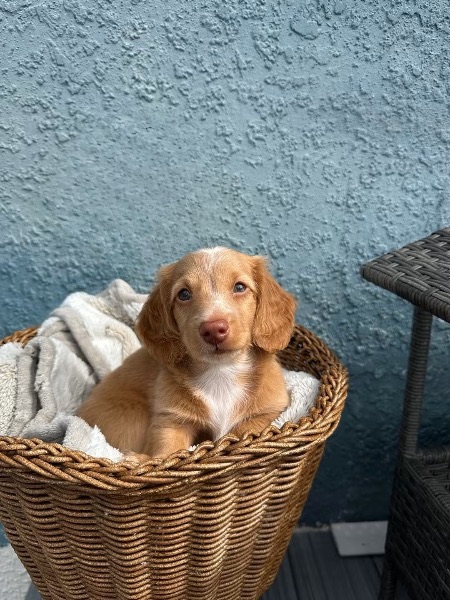 Ollie, miniature dachshund puppy