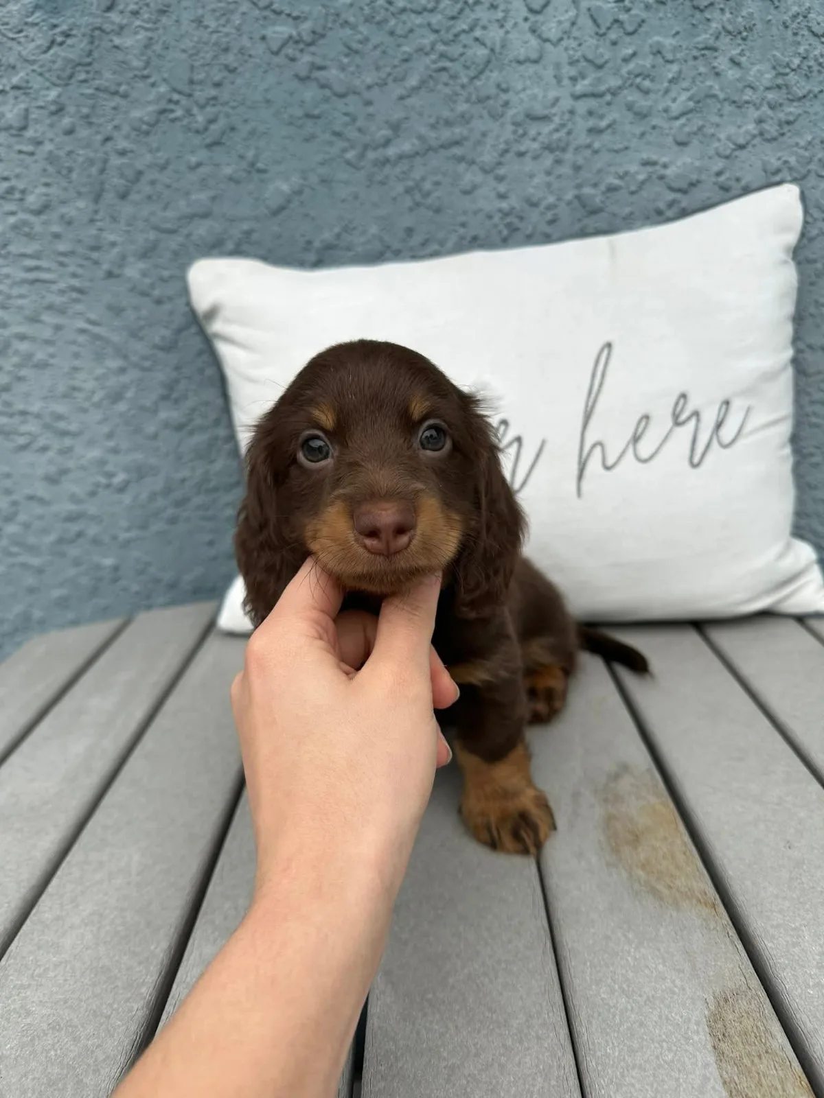 Sophia miniature dachshund puppy