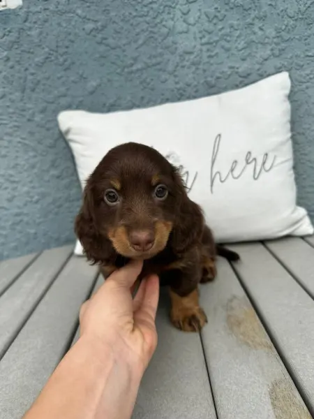 Sophia, miniature dachshund puppy