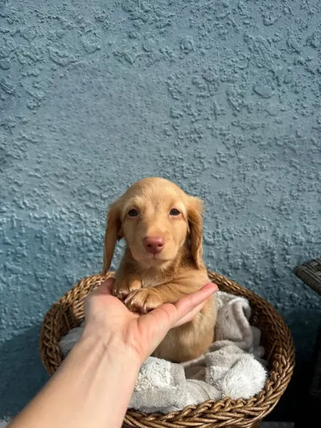 Daisy, miniature dachshund puppy