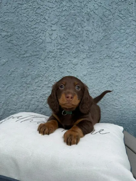 Winston, miniature dachshund puppy