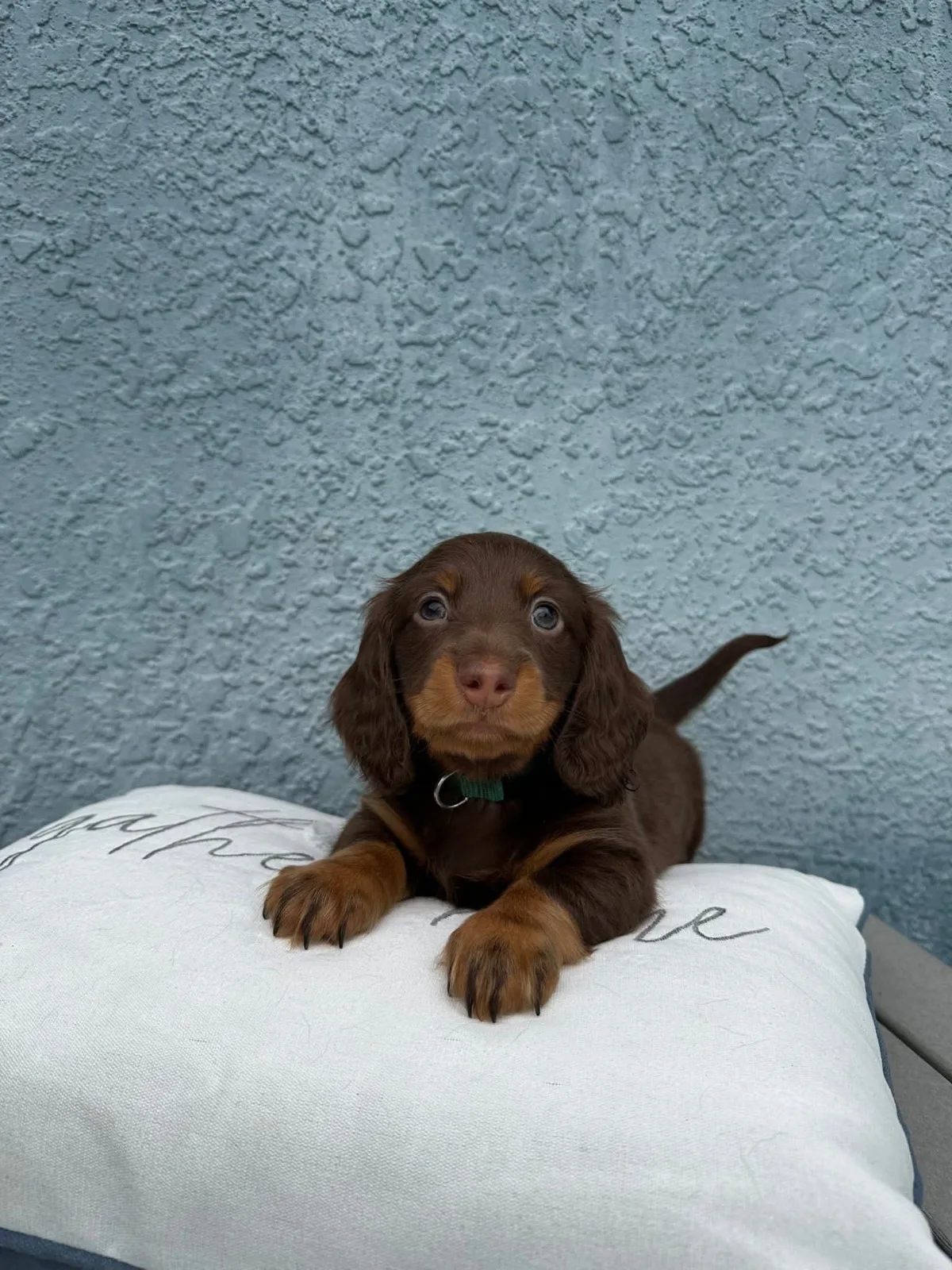 Winston miniature dachshund puppy