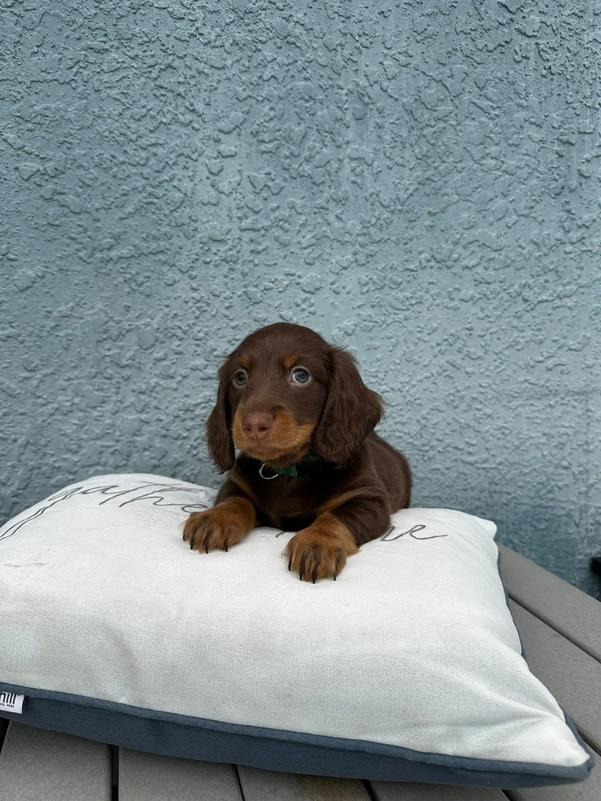 Winston miniature dachshund puppy