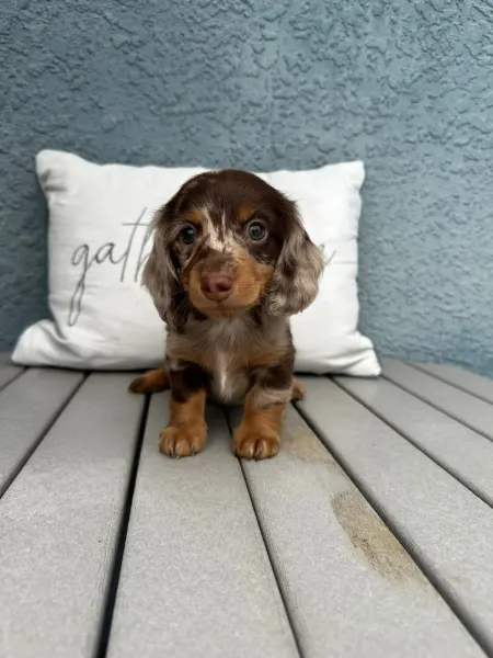 Penny, miniature dachshund puppy