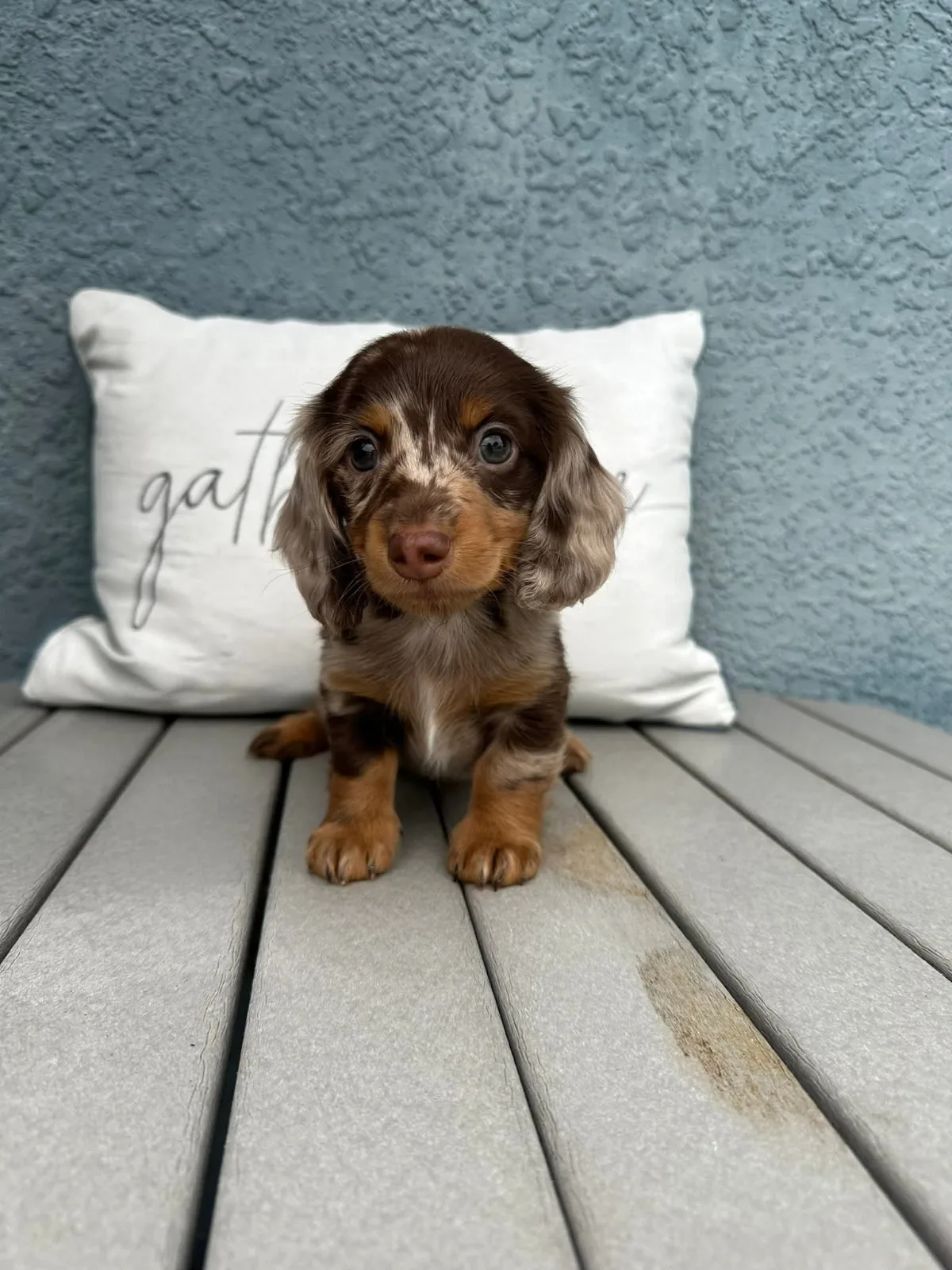 Penny miniature dachshund puppy