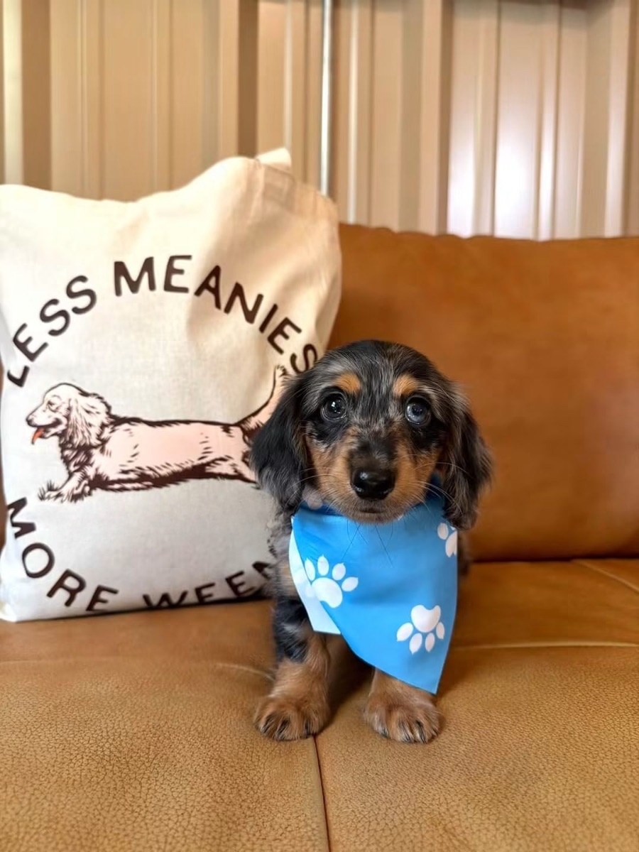 Adult miniature dachshund relaxing at home