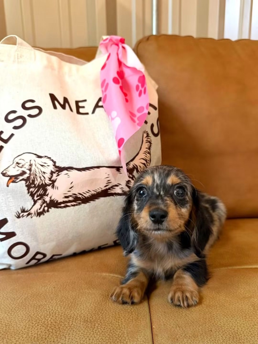 Mini dachshund puppies playing together