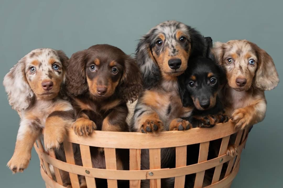 Close-up of a miniature dachshund puppy's face