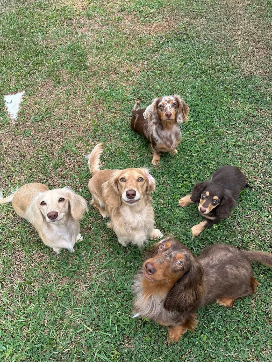 One of our adult miniature dachshund parents